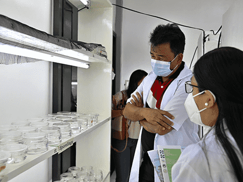 Seaweed cultivation research